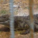 trend 1784365347